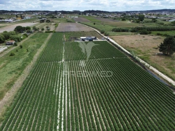 Terreno para Venda em Alpiarça