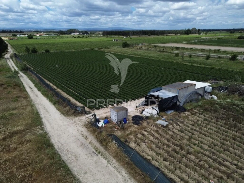 Terreno para Venda em Alpiarça Foto 11