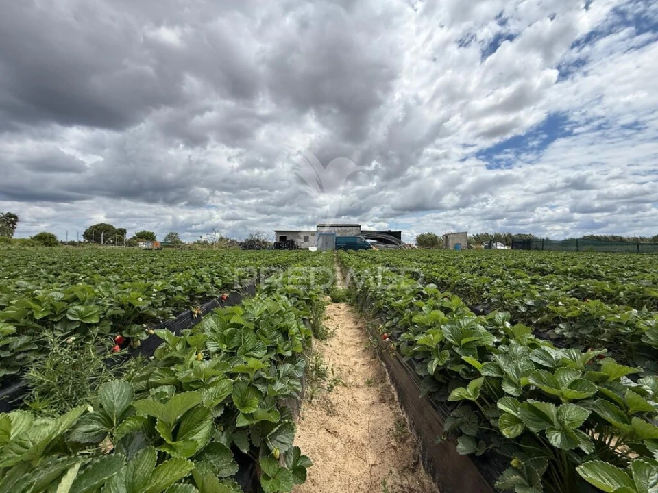 Terreno para Venda em Alpiarça Foto 17
