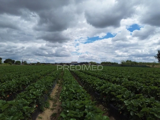 Terreno para Venda em Alpiarça Foto 6