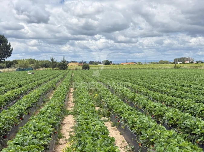 Terreno para Venda em Alpiarça Foto 14