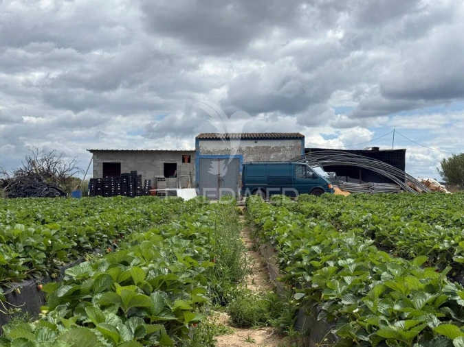 Terreno para Venda em Alpiarça Foto 16