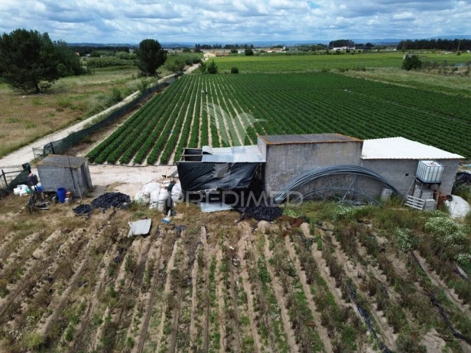 Terreno para Venda em Alpiarça Foto 4