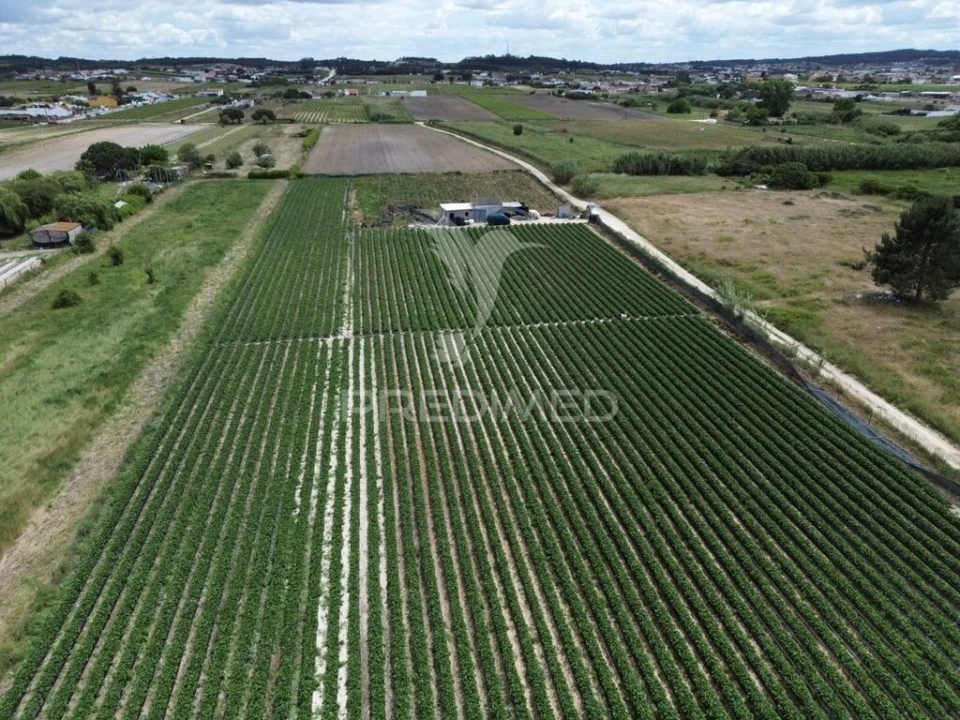 Terreno para Venda em Alpiarça Foto 8
