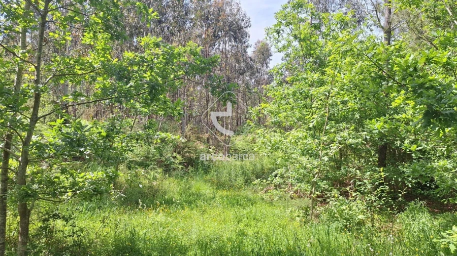 Terreno para Venda em São Pedro de Arcos Foto 8