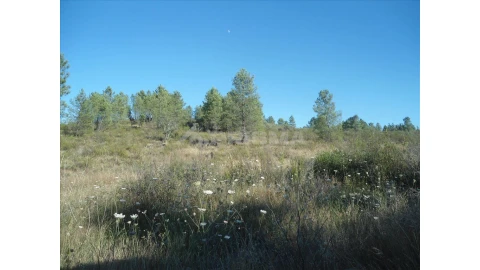 Terreno para Venda em Benquerenças