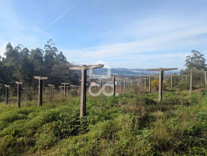 Terreno para Venda em Lemenhe, Mouquim e Jesufrei Foto 10
