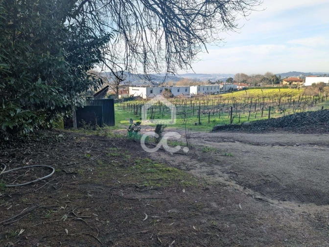 Terreno para Venda em Lemenhe, Mouquim e Jesufrei Foto 3