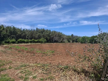 Terreno para Venda em Vila do Bispo e Raposeira