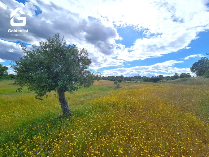 Terreno para Venda em Orca Foto 10