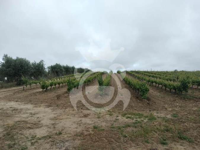 Terreno para Venda em Corval Foto 3