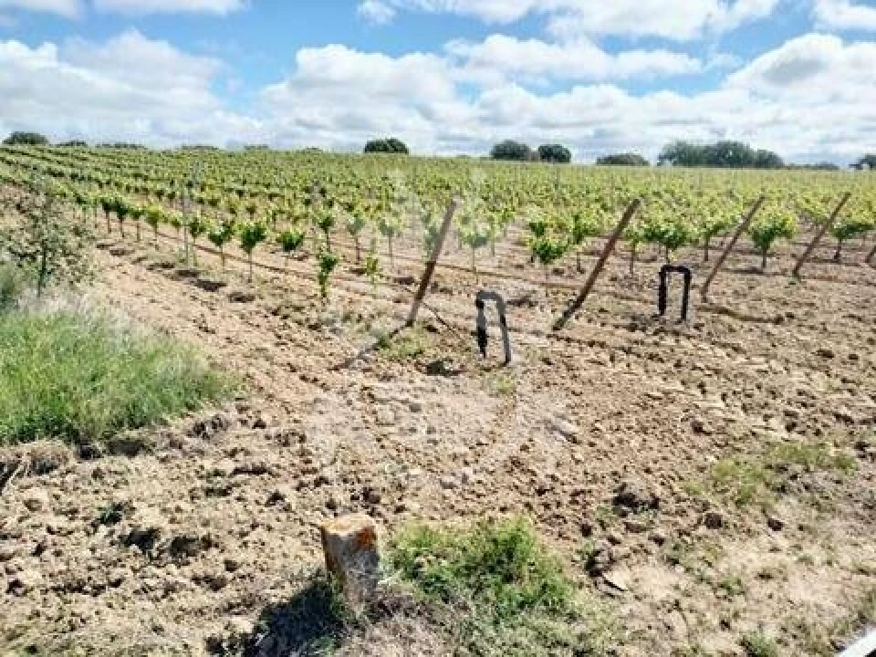 Terreno para Venda em Corval Foto 20