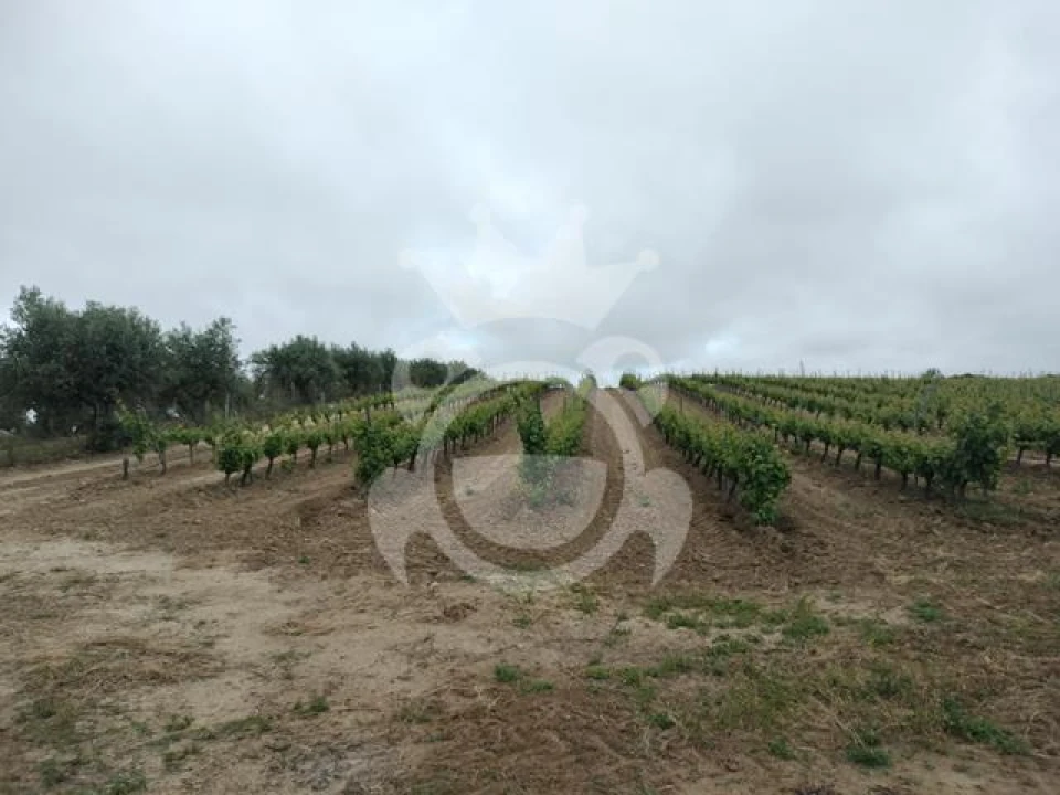 Terreno para Venda em Corval Foto 13