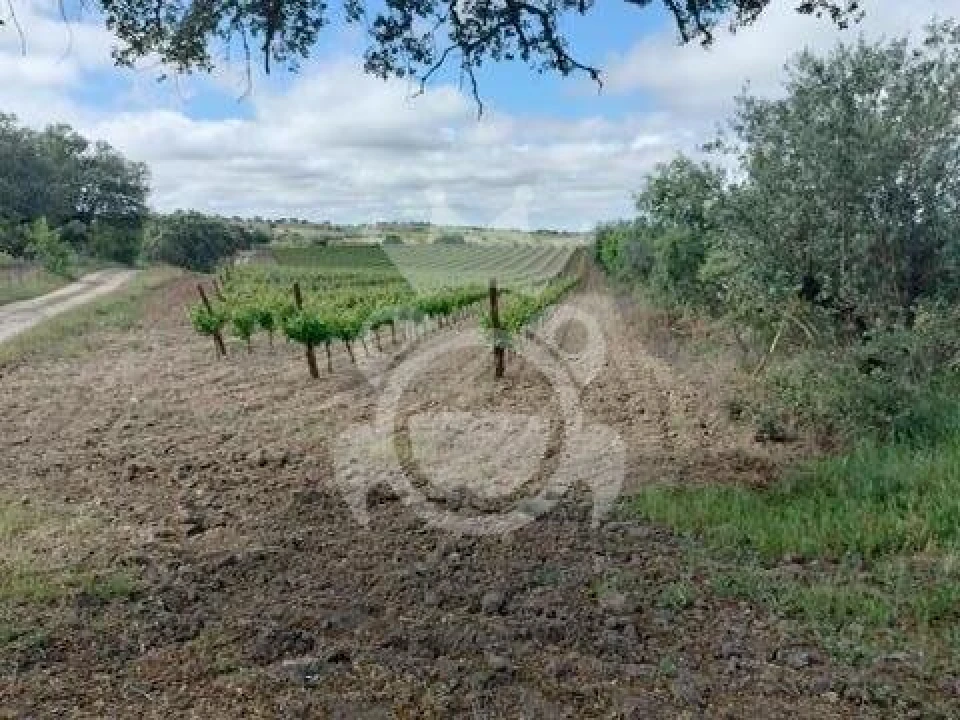 Terreno para Venda em Corval Foto 12