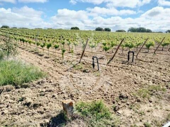 Terreno para Venda em Corval Foto 15