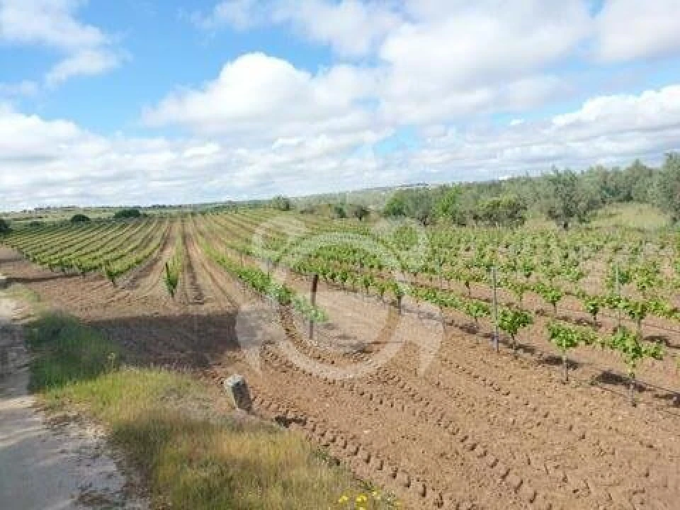 Terreno para Venda em Corval Foto 14