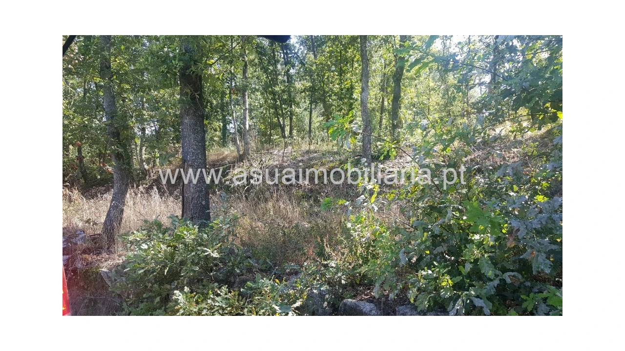 Terreno para Venda em Ferreiros, Prozelo e Besteiros Foto 8