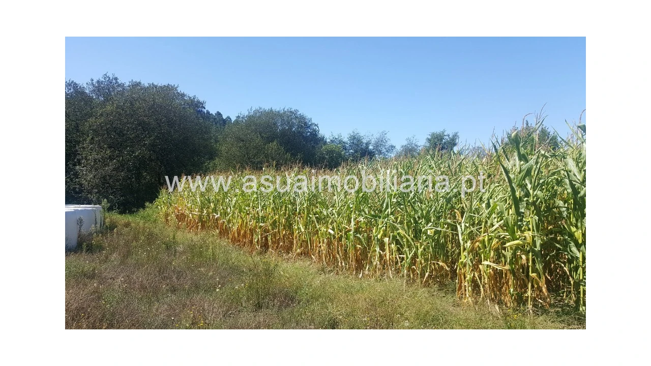 Terreno para Venda em Ferreiros, Prozelo e Besteiros Foto 6