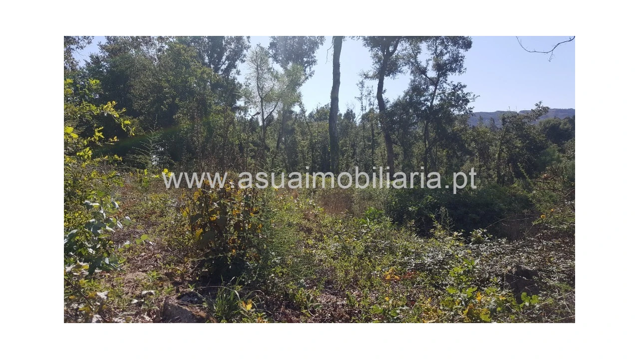 Terreno para Venda em Ferreiros, Prozelo e Besteiros Foto 3