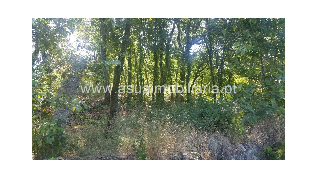 Terreno para Venda em Ferreiros, Prozelo e Besteiros Foto 9