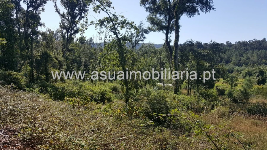 Terreno para Venda em Ferreiros, Prozelo e Besteiros Foto 4