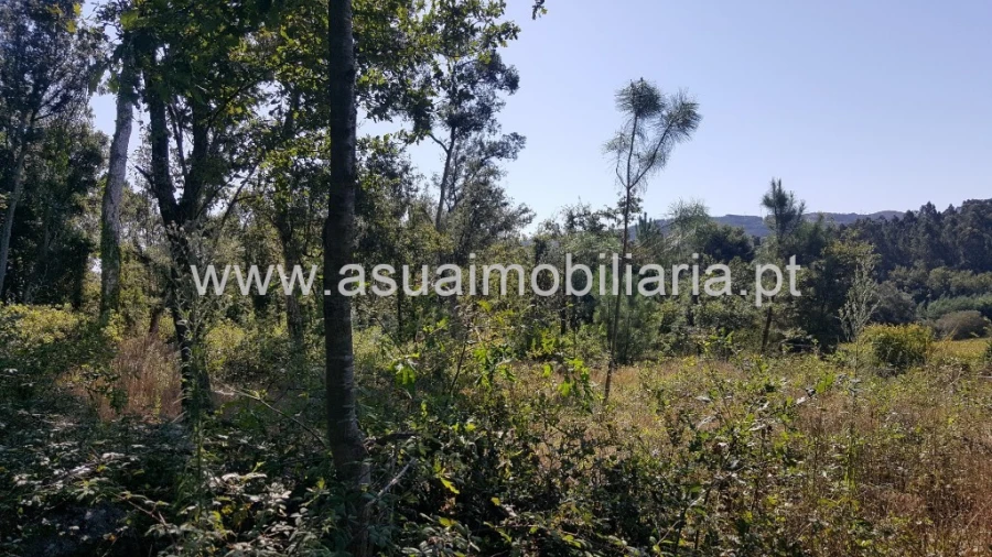 Terreno para Venda em Ferreiros, Prozelo e Besteiros Foto 2