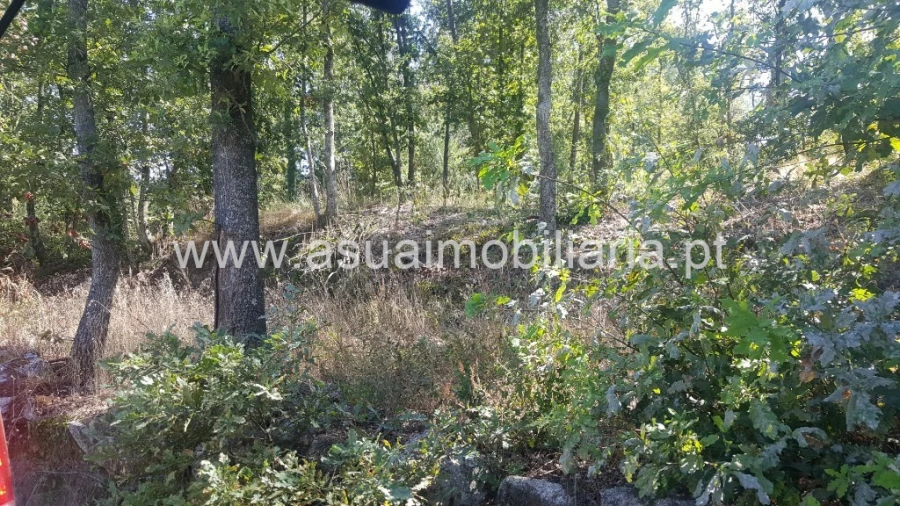 Terreno para Venda em Ferreiros, Prozelo e Besteiros Foto 8
