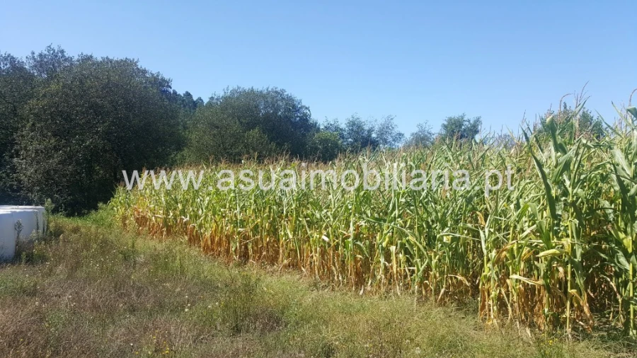 Terreno para Venda em Ferreiros, Prozelo e Besteiros Foto 6