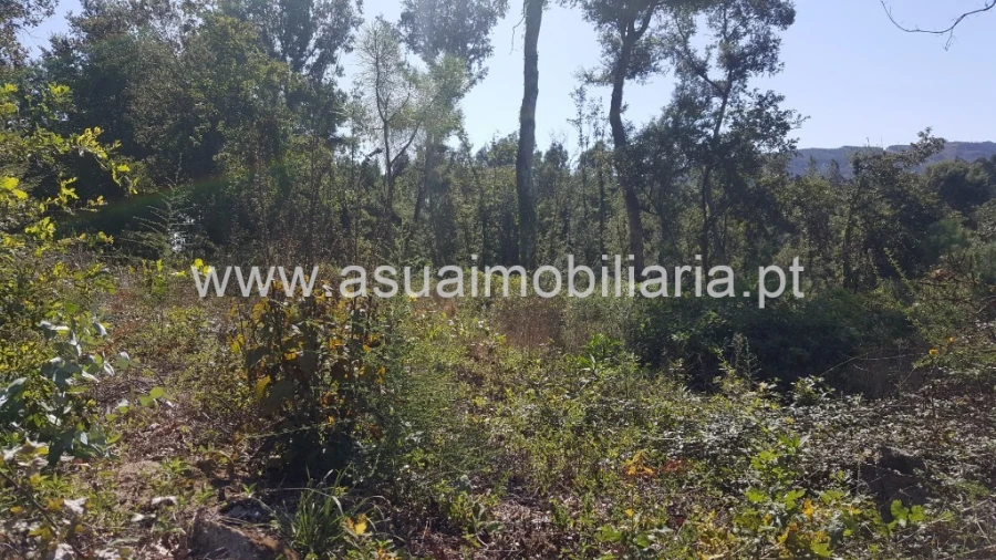 Terreno para Venda em Ferreiros, Prozelo e Besteiros Foto 3