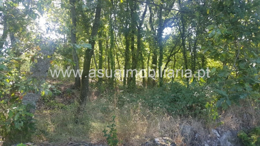 Terreno para Venda em Ferreiros, Prozelo e Besteiros Foto 9