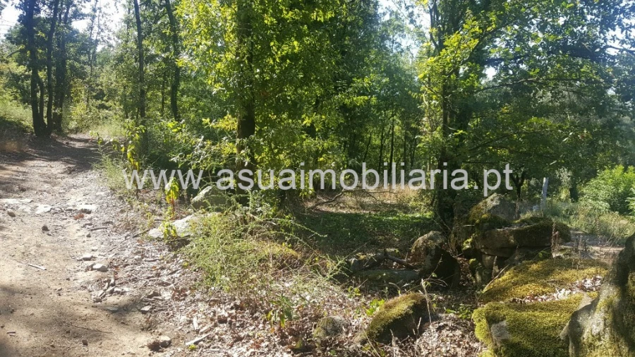 Terreno para Venda em Ferreiros, Prozelo e Besteiros Foto 11