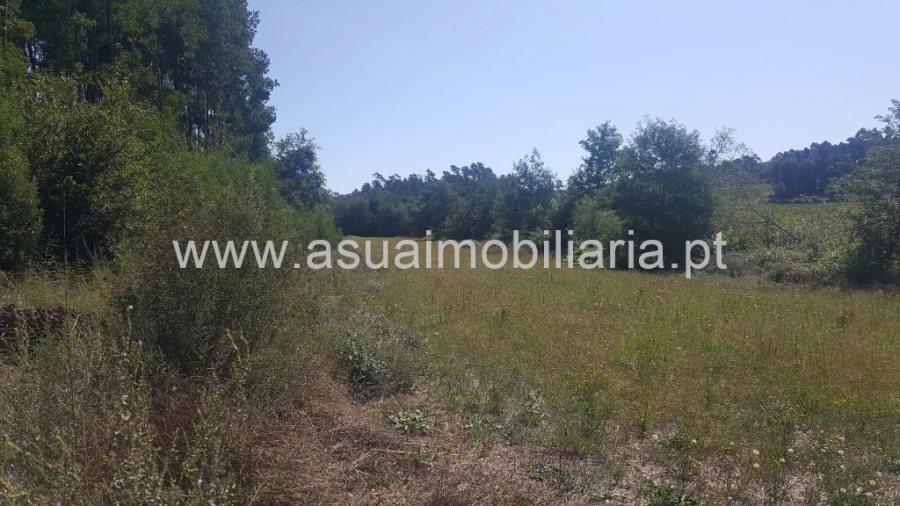 Terreno para Venda em Ferreiros, Prozelo e Besteiros Foto 5