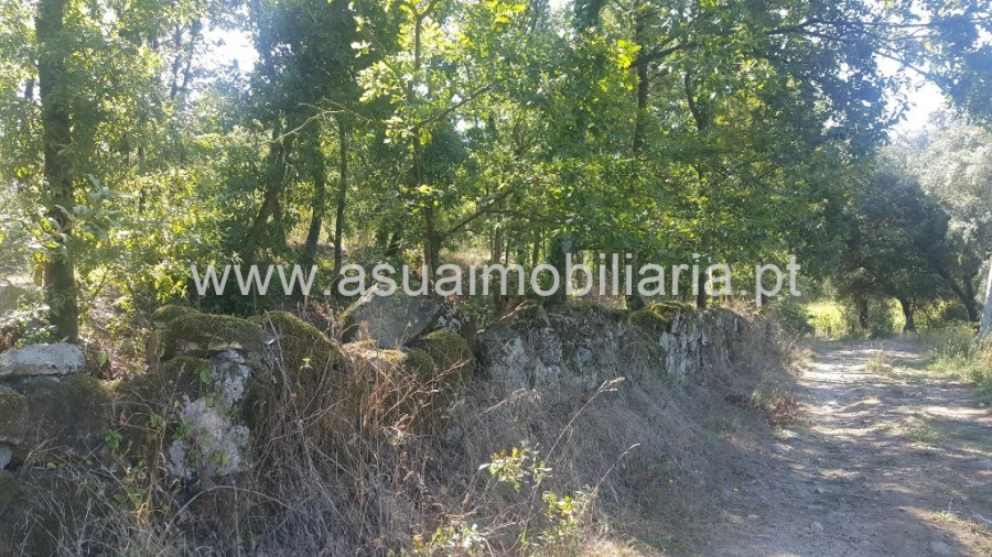 Terreno para Venda em Ferreiros, Prozelo e Besteiros Foto 10