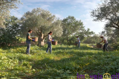 Terreno para Venda em Alte
