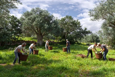 Terreno para Venda em Alte