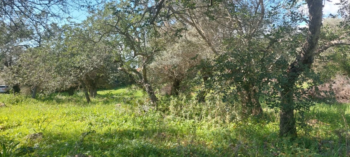 Terreno para Venda em Alte Foto 6