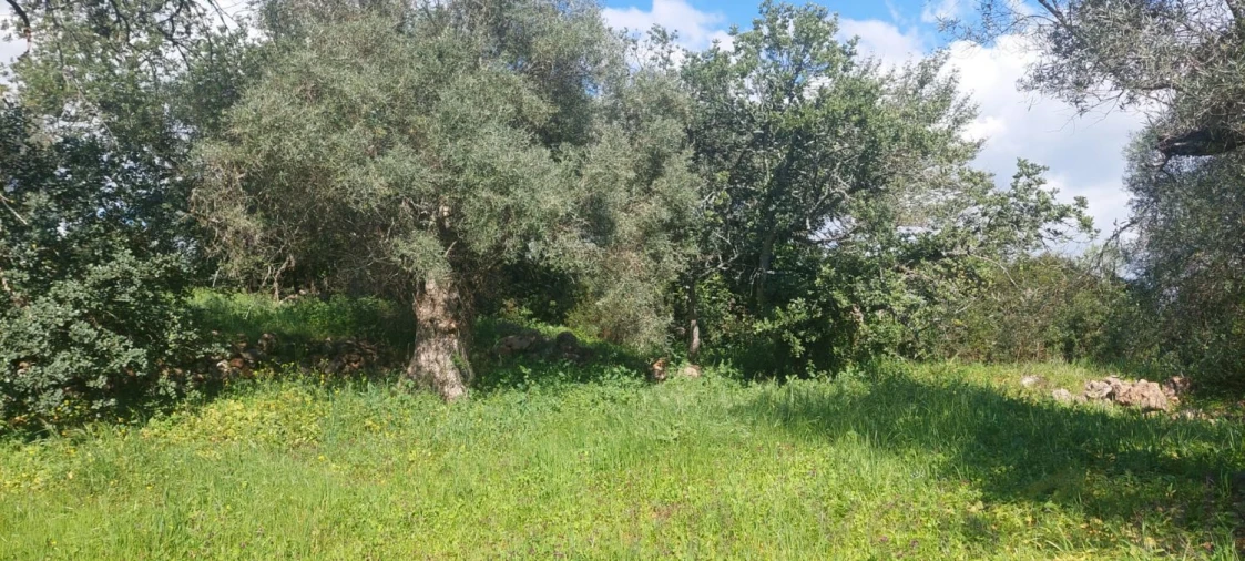 Terreno para Venda em Alte Foto 2