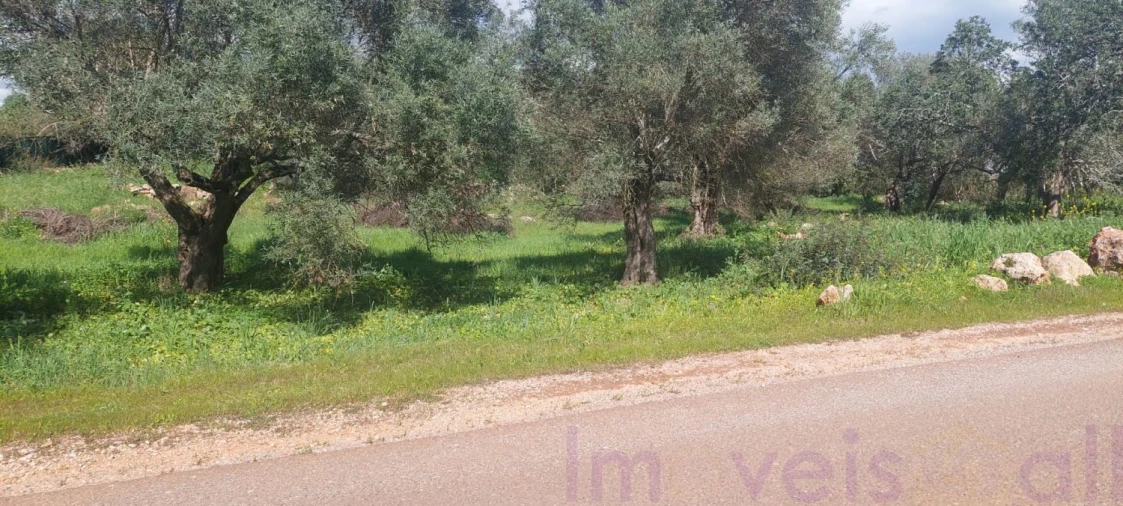 Terreno para Venda em Alte Foto 4
