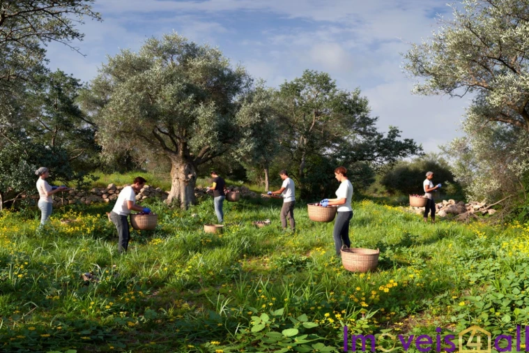 Terreno para Venda em Alte Foto 9