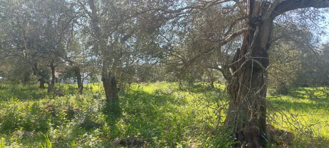 Terreno para Venda em Alte Foto 7