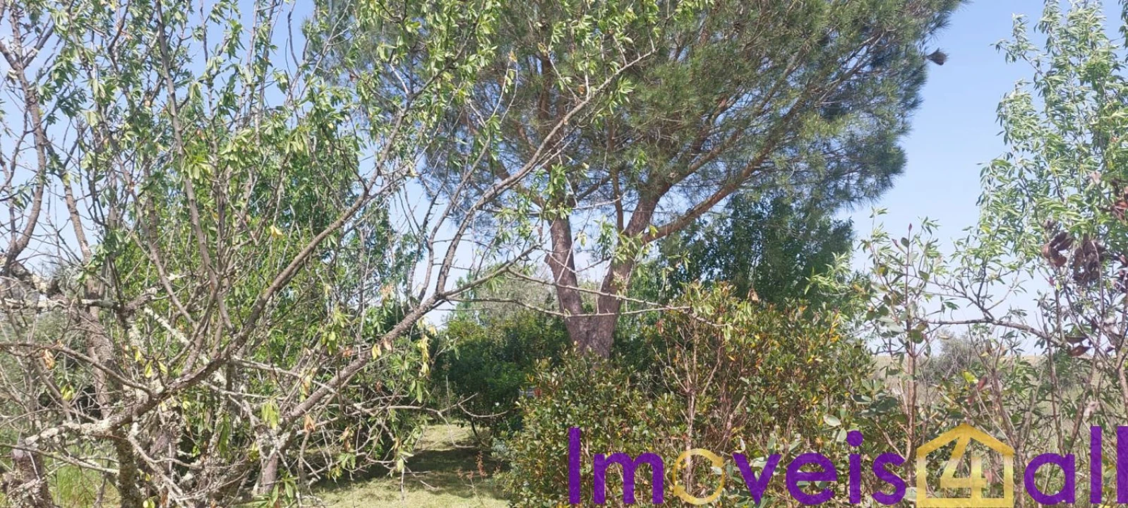 Terreno para Venda em Alte Foto 26