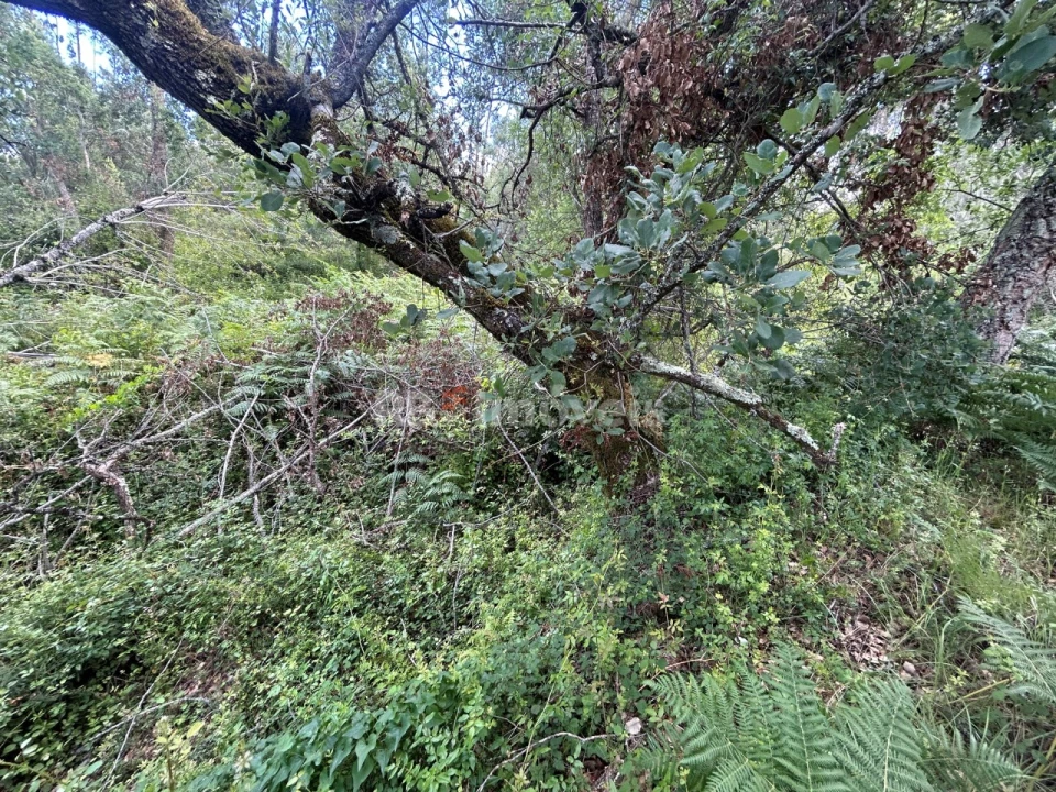 Terreno Agricola ou Rústico para Venda em Areias e Pias Foto 10