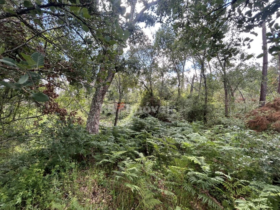 Terreno Agricola ou Rústico para Venda em Areias e Pias Foto 2
