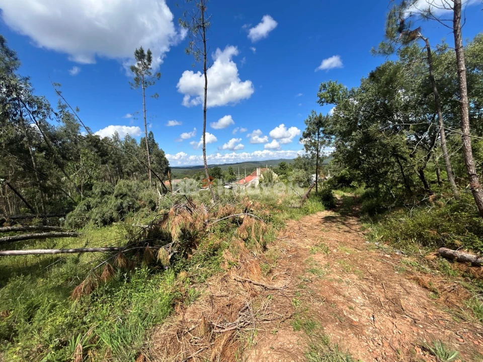 Terreno Agricola ou Rústico para Venda em Areias e Pias Foto 5