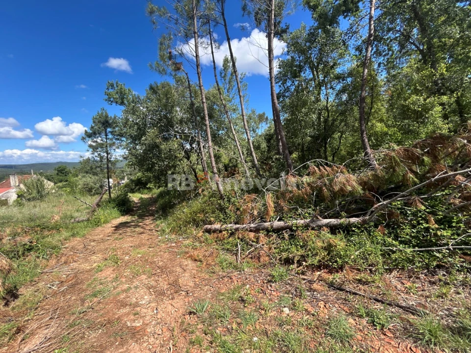 Terreno Agricola ou Rústico para Venda em Areias e Pias Foto 7