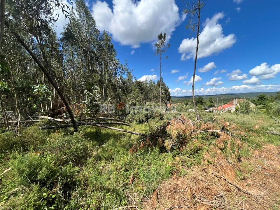 Terreno Agricola ou Rústico para Venda em Areias e Pias Foto 8