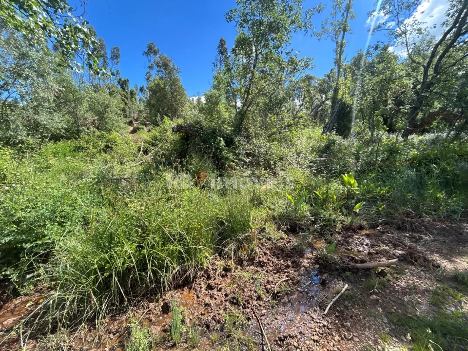 Terreno Agricola ou Rústico para Venda em Areias e Pias Foto 12