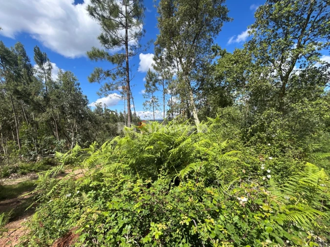 Terreno Agricola ou Rústico para Venda em Areias e Pias Foto 3