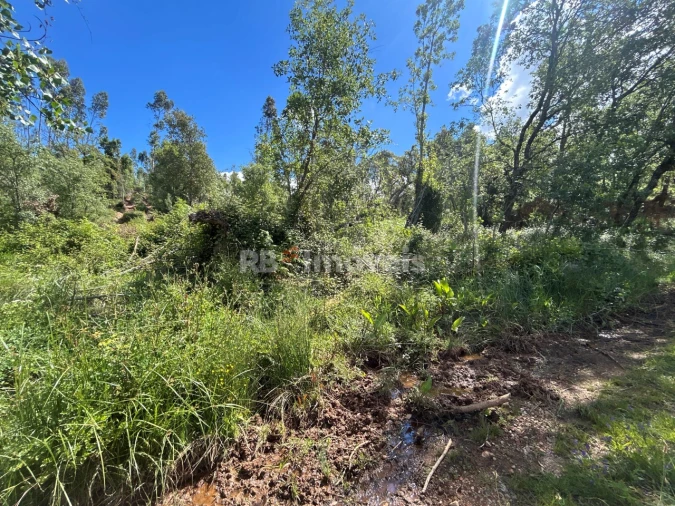 Terreno Agricola ou Rústico para Venda em Areias e Pias Foto 13