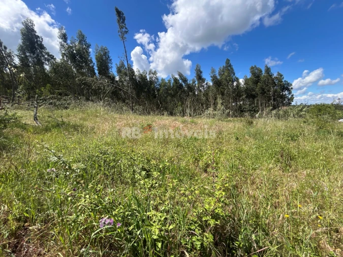 Terreno Agricola ou Rústico para Venda em Areias e Pias Foto 15